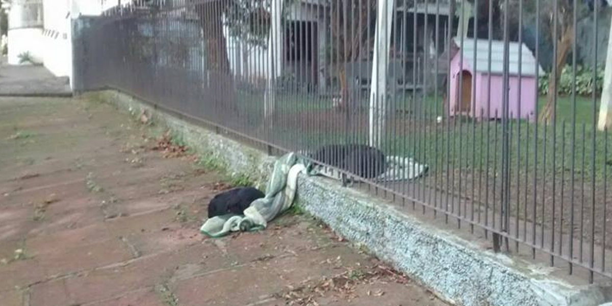 Puppy Drags Its New Blanket Outside To Help A Cold Homeless Dog