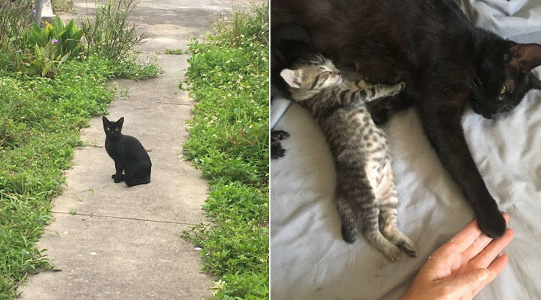 Stray Cat Asks Woman To Let Her Inside So She Can Have Her Babies