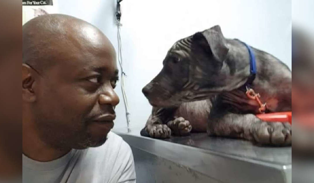 Bald Dog Gives The Sweetest Look To The Man Who Rescued Him