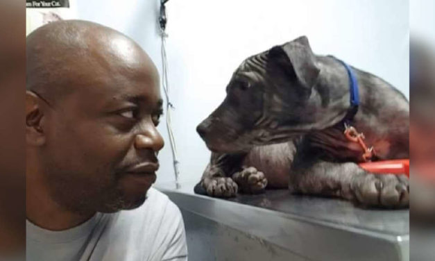 Bald Dog Gives The Sweetest Look To The Man Who Rescued Him