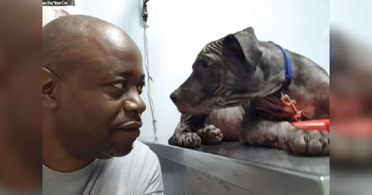 Bald Dog Gives The Sweetest Look To The Man Who Rescued Him