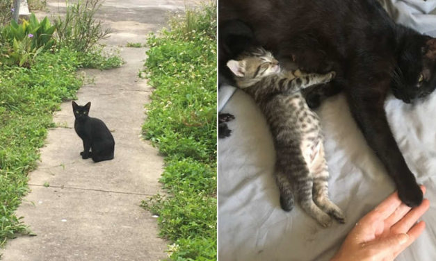 Stray Cat Asks Woman To Let Her Inside So She Can Have Her Babies