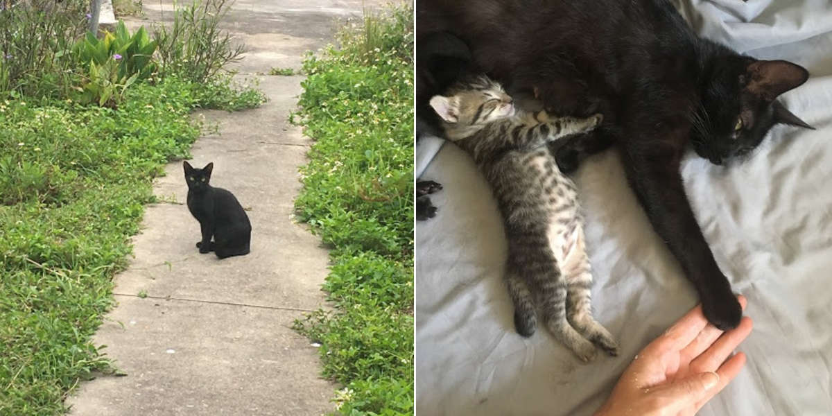 Stray Cat Asks Woman To Let Her Inside So She Can Have Her Babies