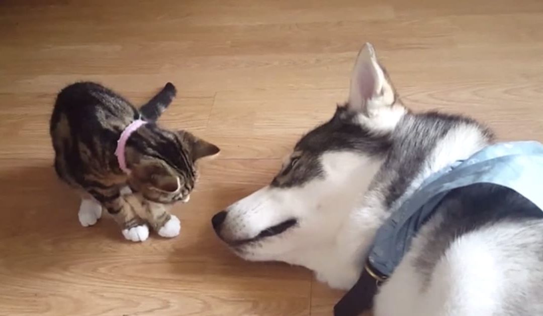 Adorable Kitten Wakes Up Sleeping Husky With a Kiss