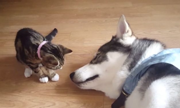 Adorable Kitten Wakes Up Sleeping Husky With a Kiss