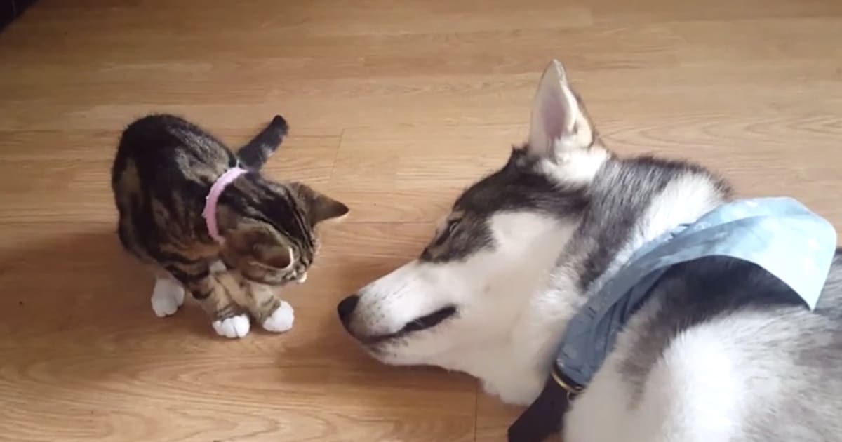 Adorable Kitten Wakes Up Sleeping Husky With a Kiss