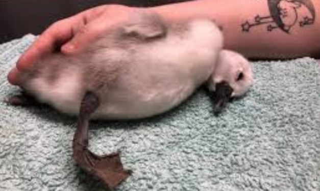 Jogger Kicks Baby Swan And Kills It, Police Are Looking For The Culprit