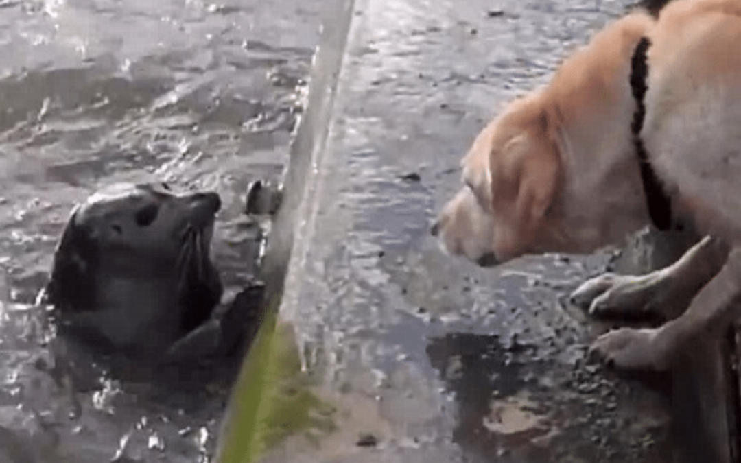 Seal Pup Plays Hide And Seek With A Curious Dog