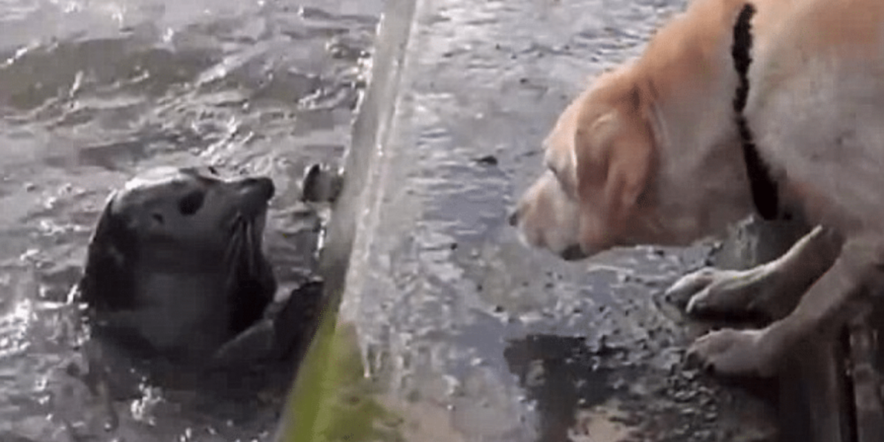 Seal Pup Plays Hide And Seek With A Curious Dog
