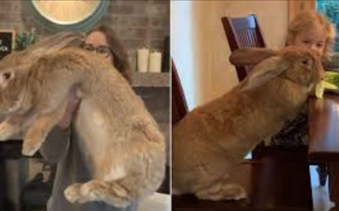 This Huge Pet Rabbit Is As Big As His Human Siblings