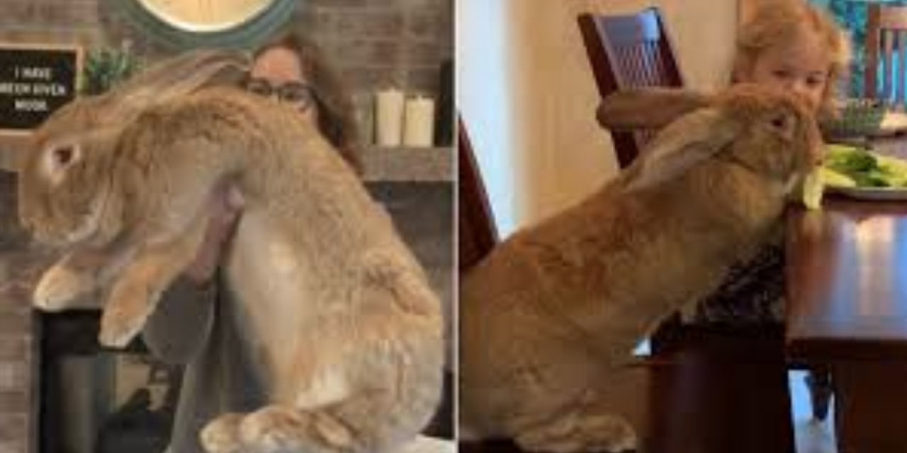 This Huge Pet Rabbit Is As Big As His Human Siblings