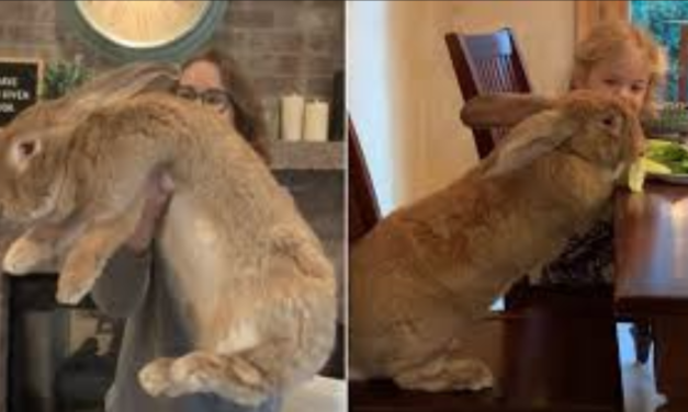This Huge Pet Rabbit Is As Big As His Human Siblings