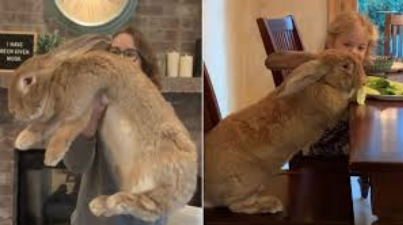 This Huge Pet Rabbit Is As Big As His Human Siblings | Pawsitive Club