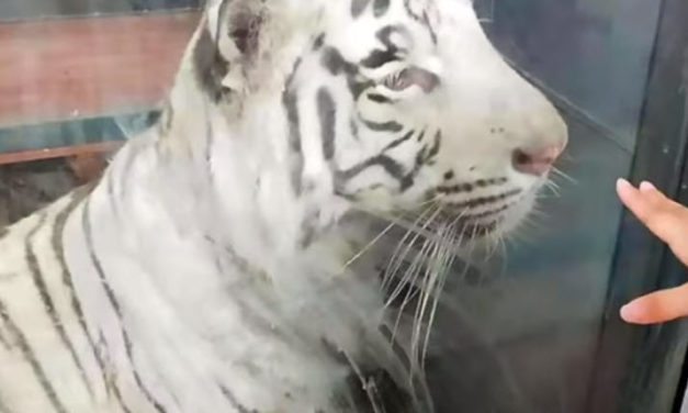Heartbreaking Video Shows ‘Depressed’ Underfed White Tiger Pacing In Endless Circle at Zoo
