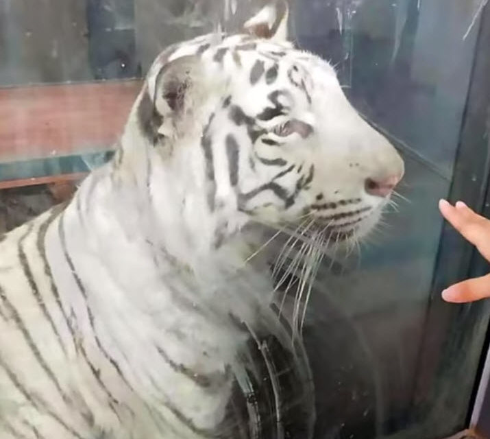 Heartbreaking Video Shows ‘Depressed’ Underfed White Tiger Pacing In Endless Circle at Zoo