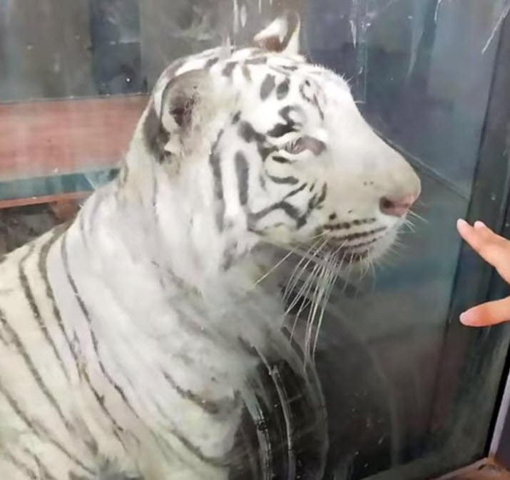 Heartbreaking Video Shows ‘Depressed’ Underfed White Tiger Pacing In Endless Circle at Zoo