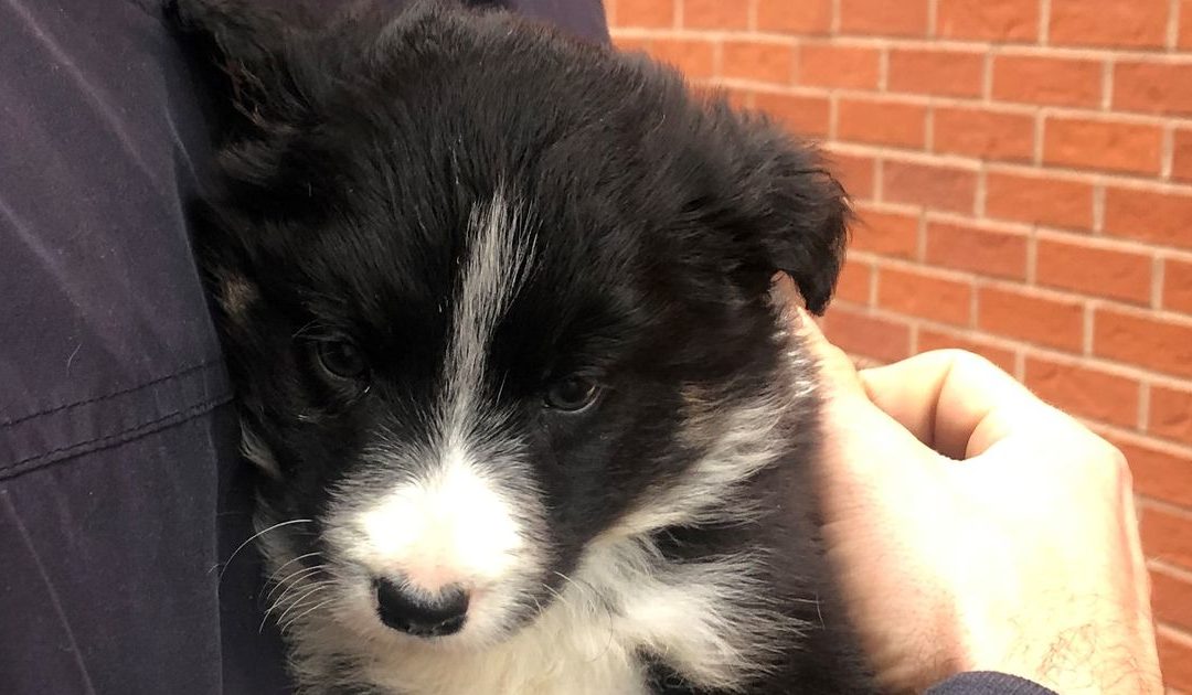 Couple Are Victims Of Dogfishing After Purchasing A Puppy Which Died In 3 Days