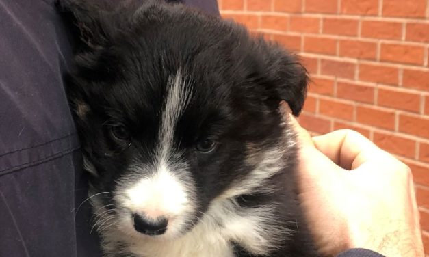 Couple Are Victims Of Dogfishing After Purchasing A Puppy Which Died In 3 Days