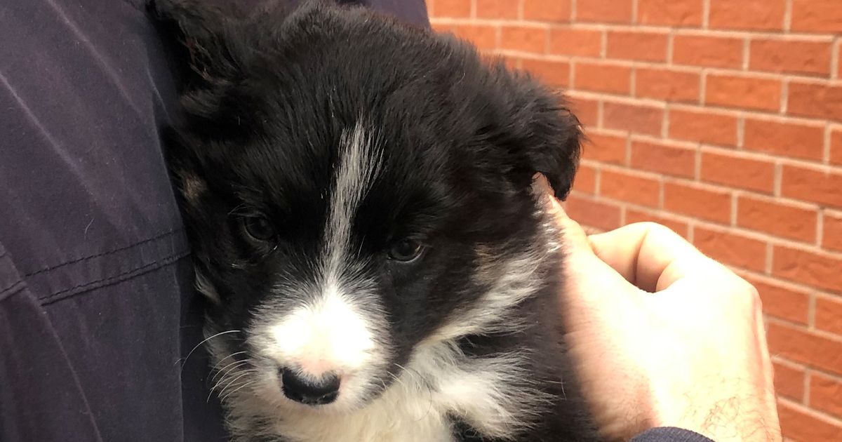Couple Are Victims Of Dogfishing After Purchasing A Puppy Which Died In 3 Days