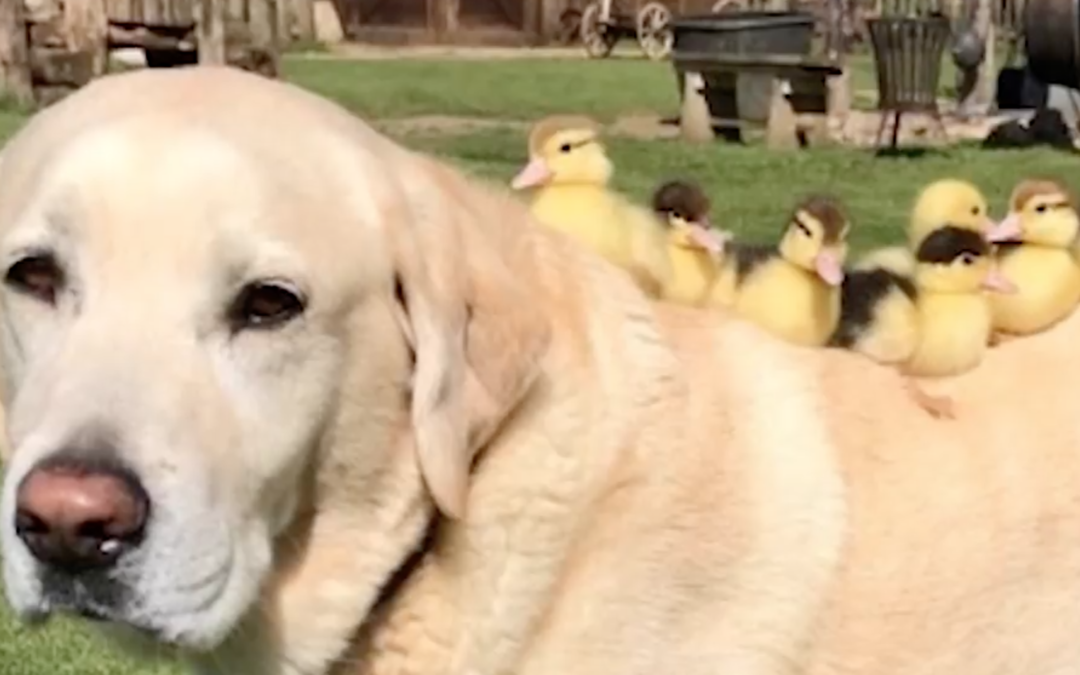 Nine Orphaned Ducklings Get Adopted By 10-Year-Old Labrador