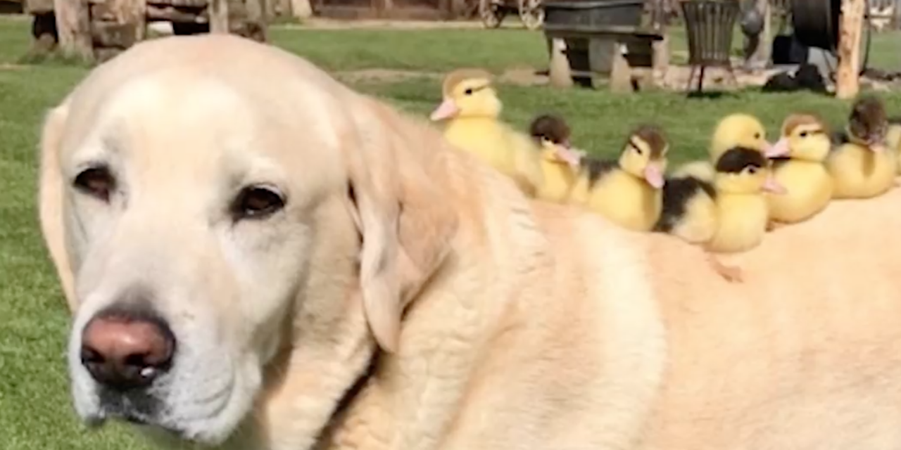 Nine Orphaned Ducklings Get Adopted By 10-Year-Old Labrador