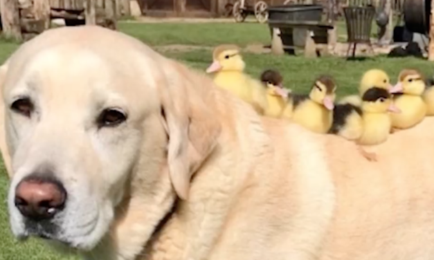 Nine Orphaned Ducklings Get Adopted By 10-Year-Old Labrador