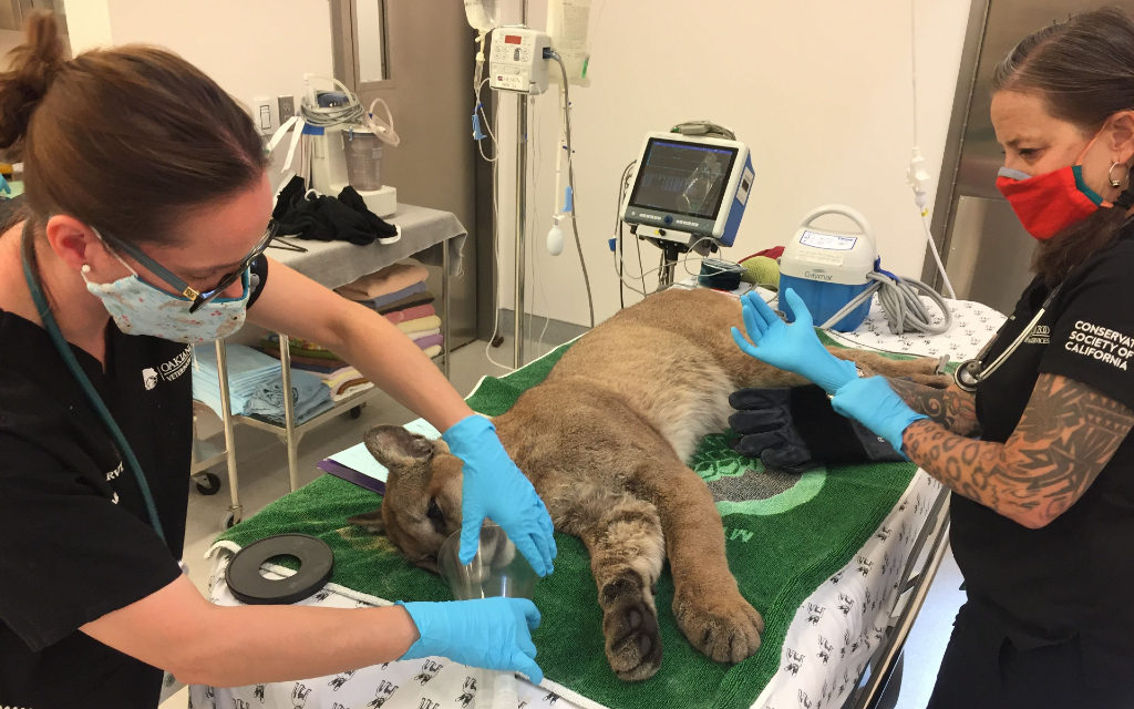 Mountain Lion Captured In San Francisco, Later Released, Got Hit By Car On Highway