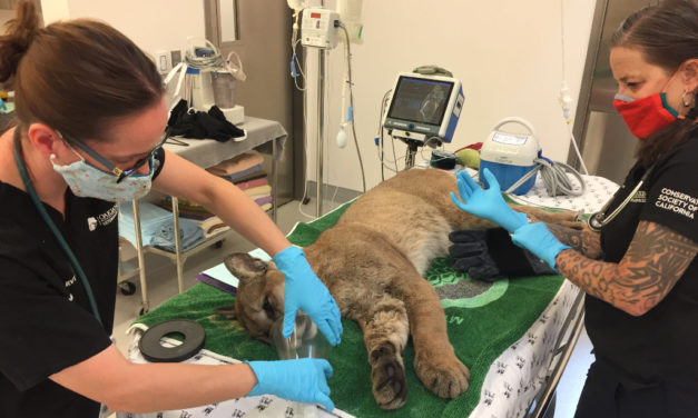 Mountain Lion Captured In San Francisco, Later Released, Got Hit By Car On Highway