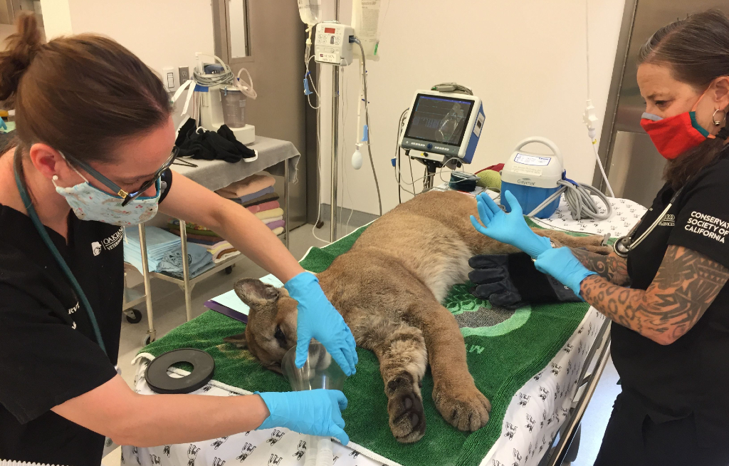 Mountain Lion Captured In San Francisco, Later Released, Got Hit By Car On Highway