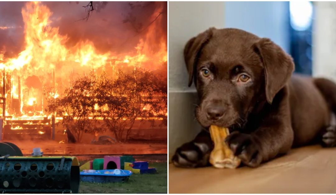Lightning Strike Sparks Fire That Destroys N.J. Home and Kills Numerous Pets