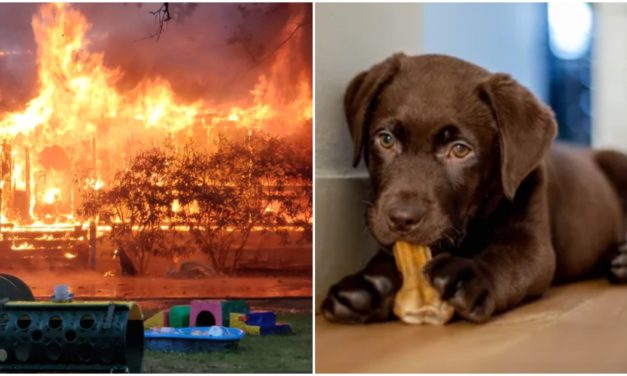 Lightning Strike Sparks Fire That Destroys N.J. Home and Kills Numerous Pets