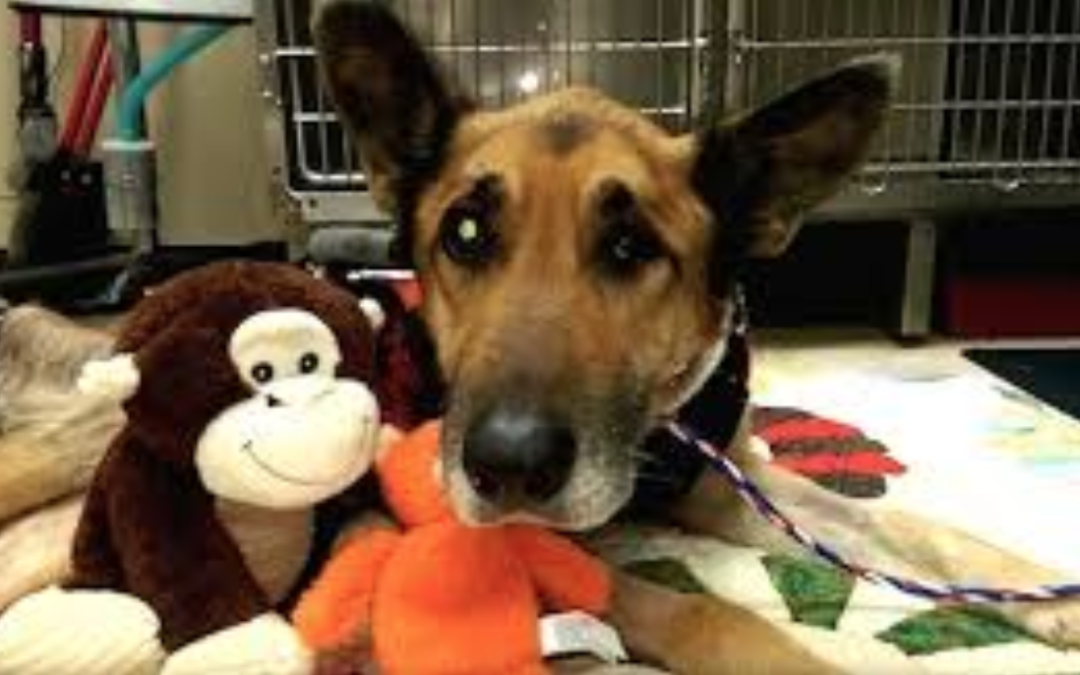 Miracle Dog Beats The Odds And Survives After Nearly Freezing To Death