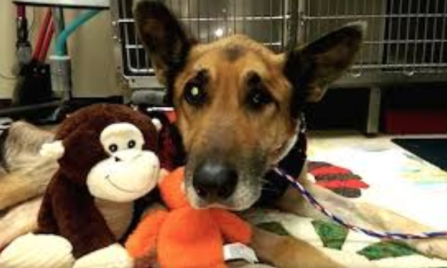 Miracle Dog Beats The Odds And Survives After Nearly Freezing To Death
