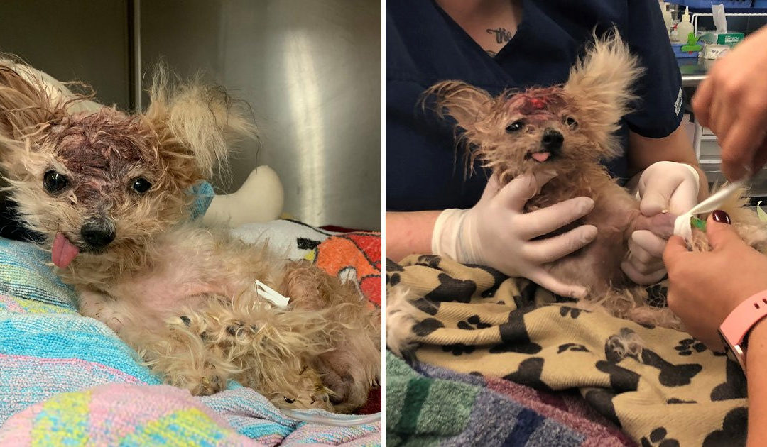 Dog Found In Trash With Head Trauma Dies Days After It Was Rescued