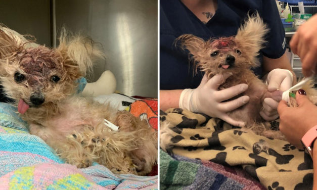 Dog Found In Trash With Head Trauma Dies Days After It Was Rescued