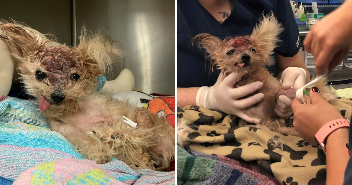 Dog Found In Trash With Head Trauma Dies Days After It Was Rescued