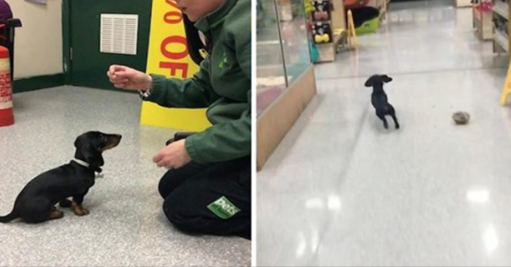 Dachshund Works At A Local Pet Store Shop And Has The Most Adorable Title