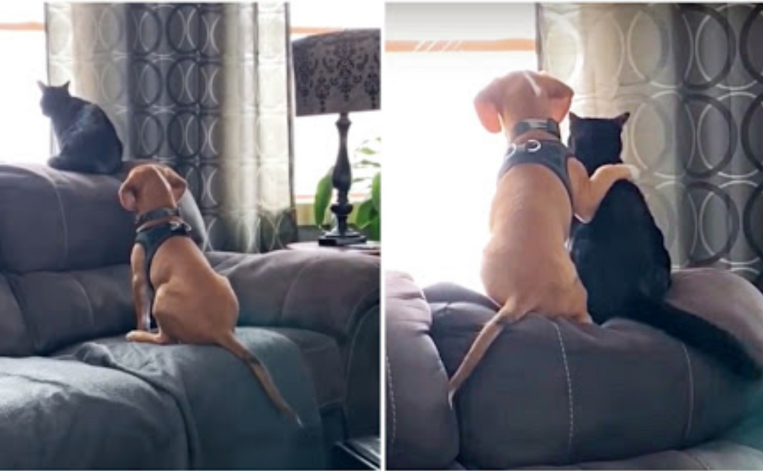 Beagle Watches The Birds With His Cat Best Friend