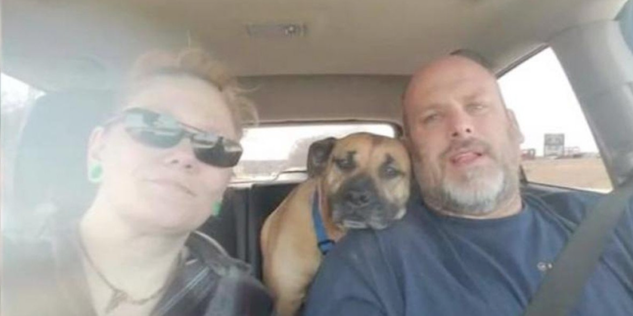 A Couple Left The Car Door Open And A Stray Dog Sneaked In And Got Adopted