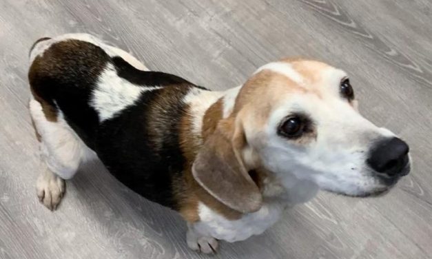 8-Year-Old Beagle Found Abandoned Will Have a New Home After Surgery