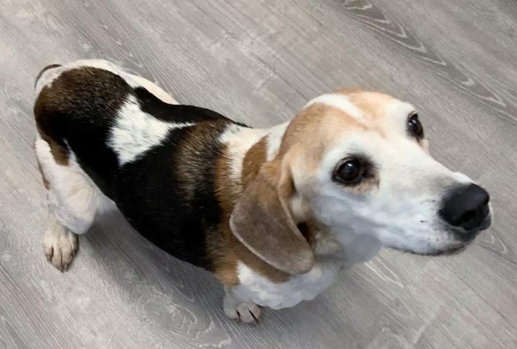8-Year-Old Beagle Found Abandoned Will Have a New Home After Surgery