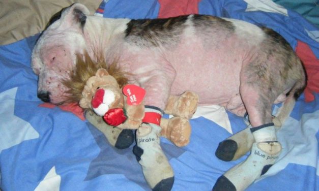 A Neglected Dog Looking Like Bag Of Bones Had An Amazing Transformation After It Was Rescued