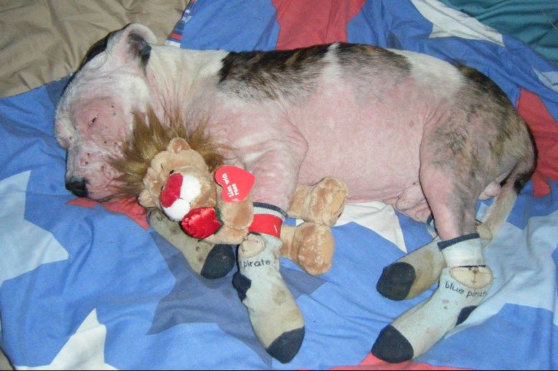 A Neglected Dog Looking Like Bag Of Bones Had An Amazing Transformation After It Was Rescued