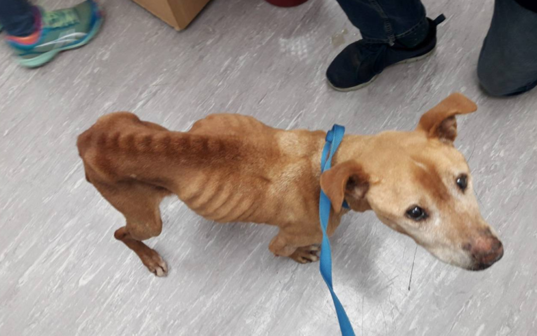 A Woman Prosecuted After Her Sick Dog Was Found Emaciated And Covered In Fleas