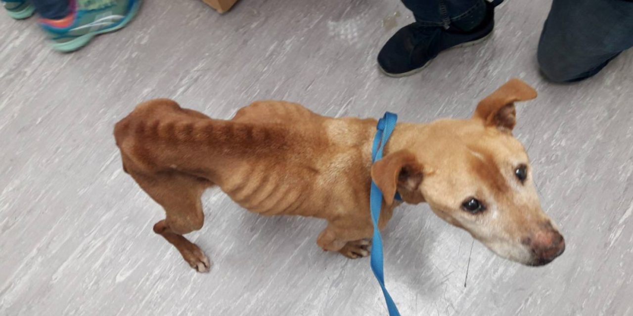 A Woman Prosecuted After Her Sick Dog Was Found Emaciated And Covered In Fleas