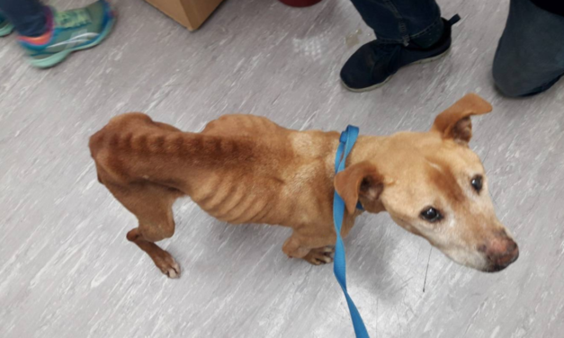 A Woman Prosecuted After Her Sick Dog Was Found Emaciated And Covered In Fleas