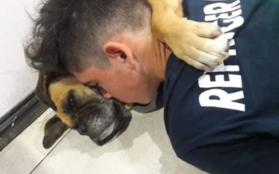 Dog Dies Of Panic Attack During Fireworks Display