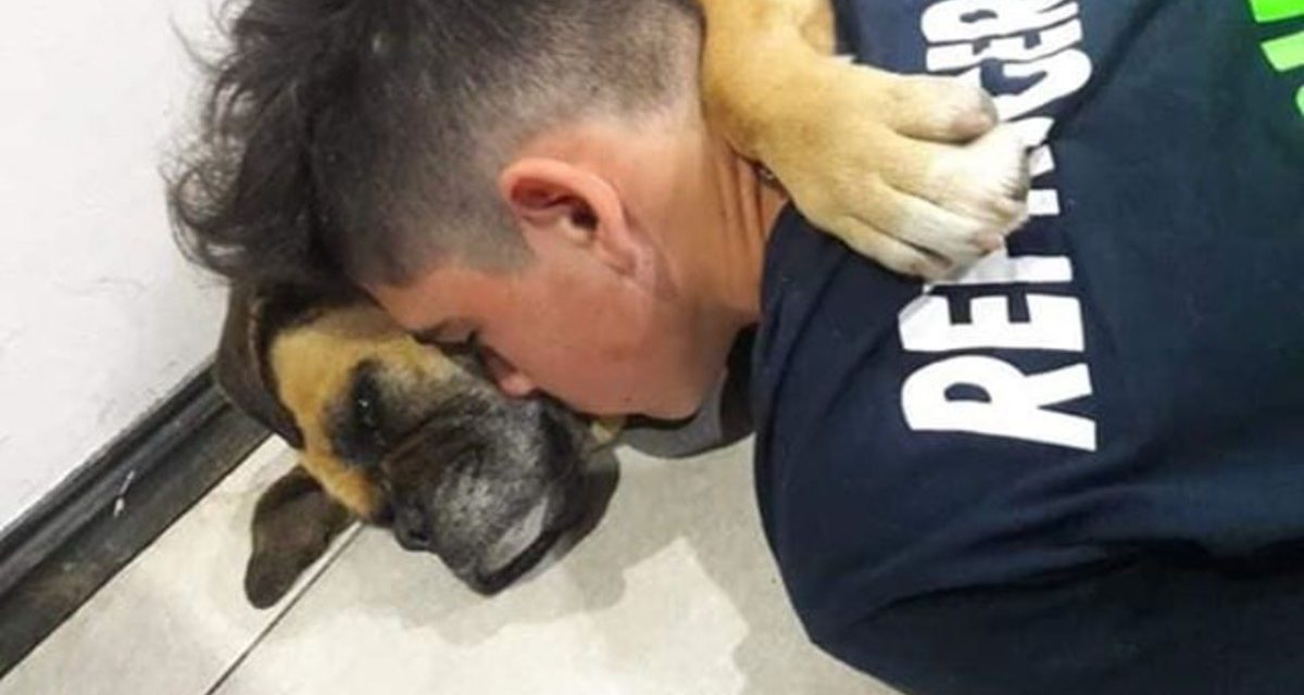 Dog Dies Of Panic Attack During Fireworks Display