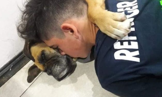 Dog Dies Of Panic Attack During Fireworks Display