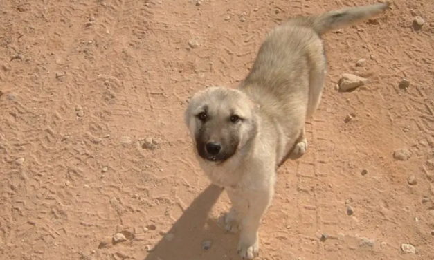 Wild dog followed marine over 70 miles in the wilderness, proving he’d be the perfect pet